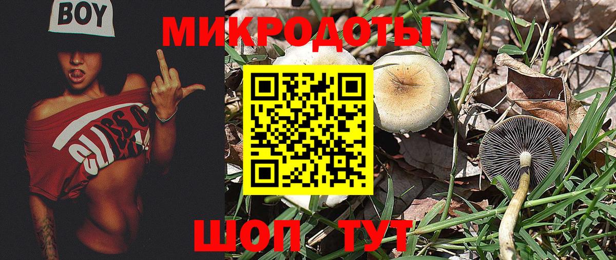 Галлюциногенные грибы Psilocybe Ржев
